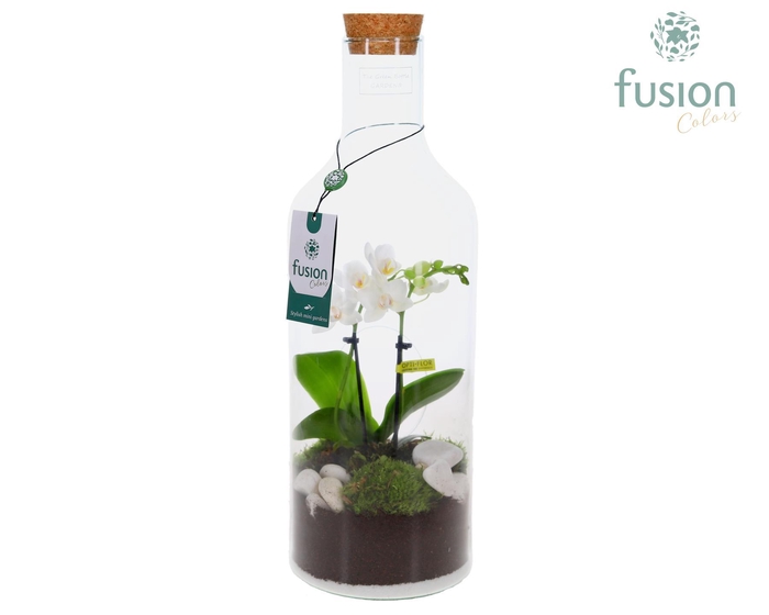 <h4>Green Bottle Fles Medium met Phalaenopsis 24 uur levertijd</h4>