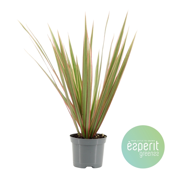 <h4>Dracaena Bicolor</h4>