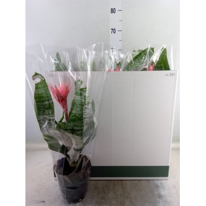 Aechmea fasciata 'Primera'