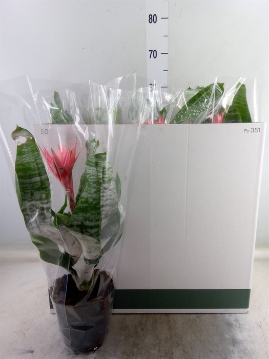 <h4>Aechmea fasciata 'Primera'</h4>