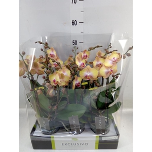 Phalaenopsis multi.   ...orange