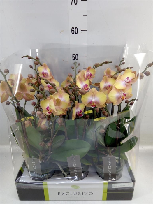 <h4>Phalaenopsis multi.   ...orange</h4>