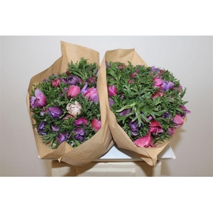 Anem Full Star Lavender