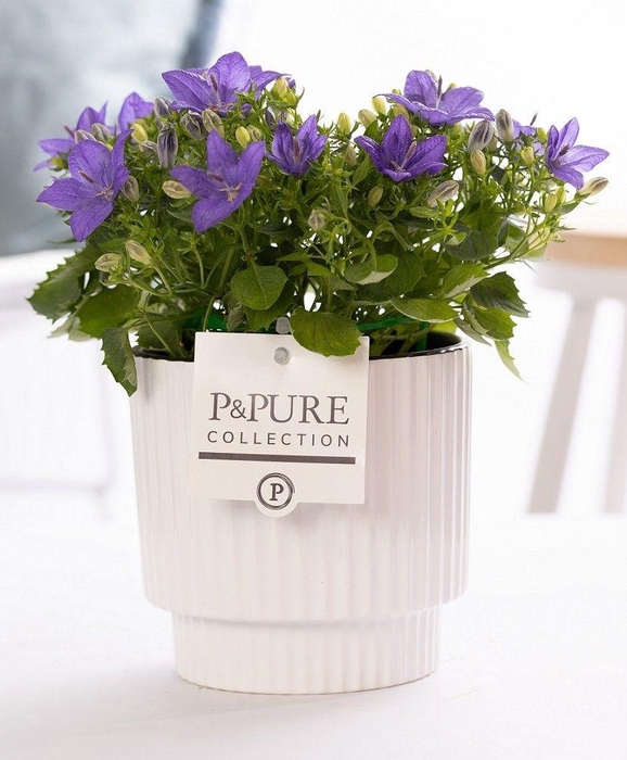 <h4>Campanula 'Napoli' Pure Ivy Ceramics</h4>