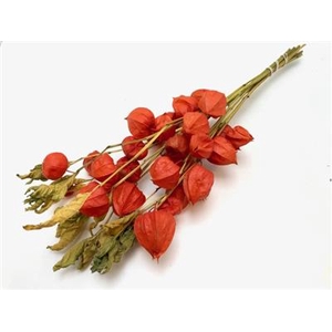 DROOG PHYSALIS 50 CM
