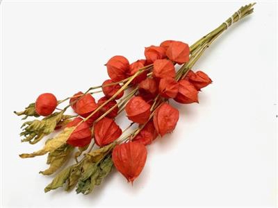 <h4>DROOG PHYSALIS 50 CM</h4>