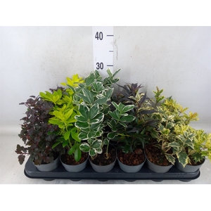 Heesters   ...mix          [Scrubs]