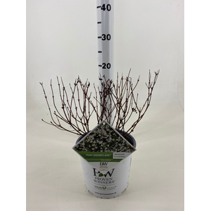 Deutzia Yuki Snowflake ® C3