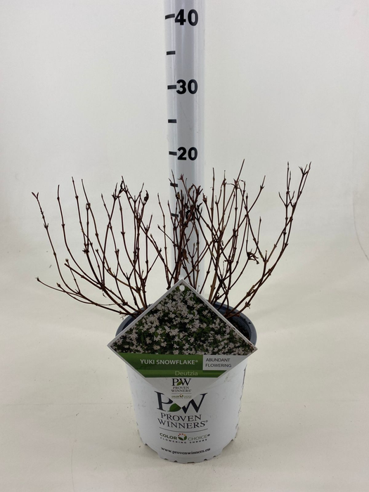 <h4>Deutzia Yuki Snowflake ® C3</h4>