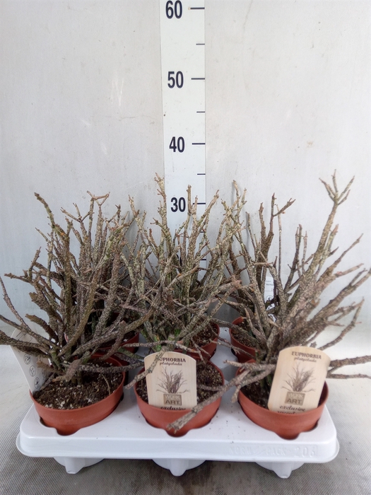 <h4>Euphorbia   ...</h4>