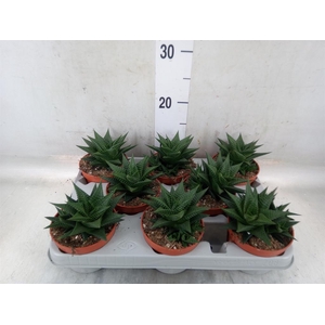 Haworthia limifolia