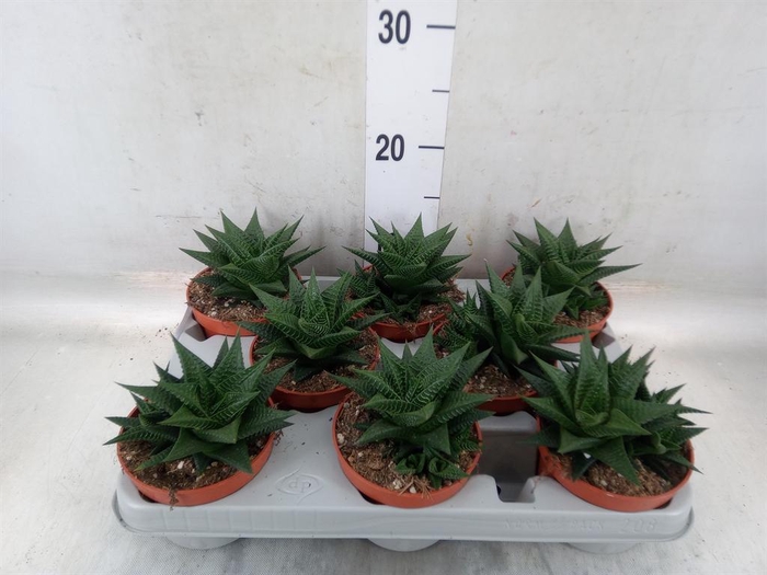 <h4>Haworthia limifolia</h4>
