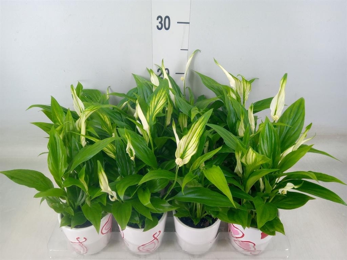 <h4>Spathiphyllum  'Pearl Cupido'</h4>