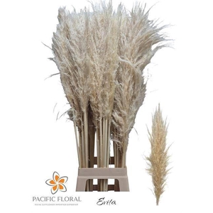 CORTADERIA SELLOANA 'EVITA'