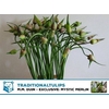 Allium Mystic Merlin