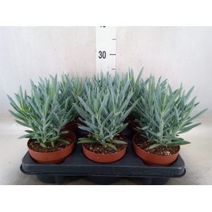 Curio ficoides 'Mount everest'