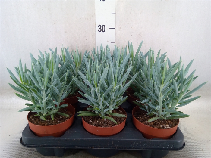 <h4>Curio ficoides 'Mount everest'</h4>