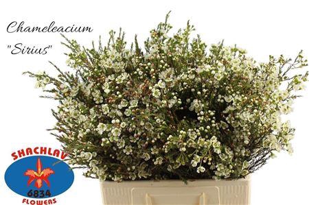 <h4>CHAME ME SIRIUS</h4>