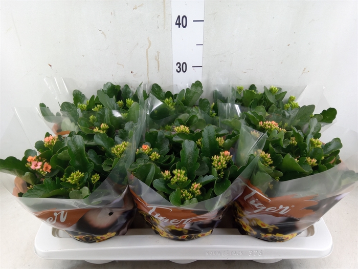 <h4>Kalanchoe blos. 'Tiger Single' .mix</h4>