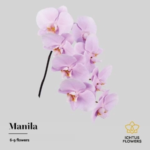 Phalaenopsis Manila 7-9