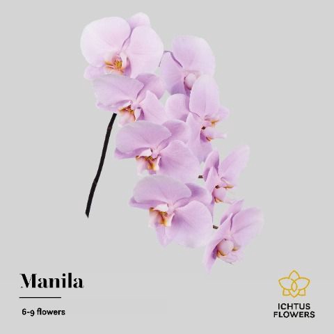 <h4>Phalaenopsis Manila 7-9</h4>