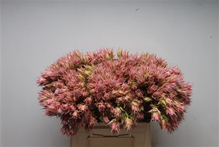 <h4>Blushing Bride Evening Star 6-9</h4>