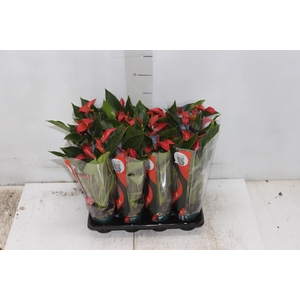ANTHURIUM TRILLIONS RED P06