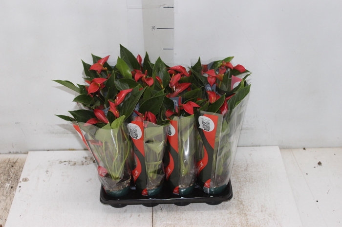 <h4>ANTHURIUM TRILLIONS RED P06</h4>