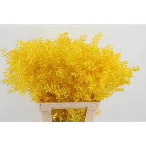 PF Ruscus 70cm Bs Yellow