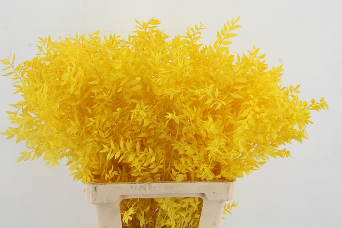 <h4>PF Ruscus 70cm Bs Yellow</h4>