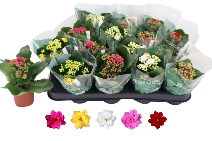 <h4>KAL GE RO GEM 5 KL</h4>