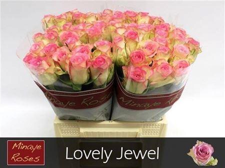 <h4>R Gr Lovely Jewel</h4>