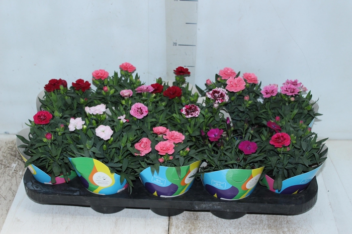 <h4>DIANTHUS DOBRADO P11</h4>