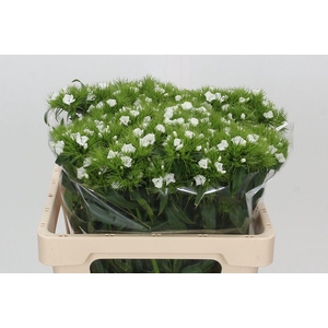 Dianthus Br White Duke