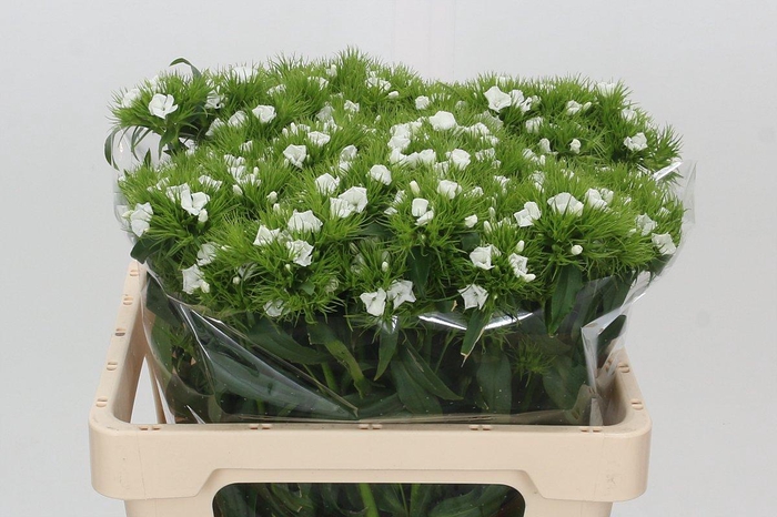 <h4>Dianthus Br White Duke</h4>