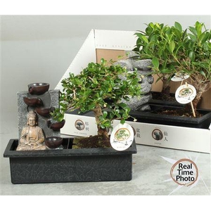 Bonsai Gem Buddha Fountain