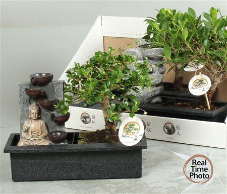 <h4>Bonsai Gem Buddha Fountain</h4>