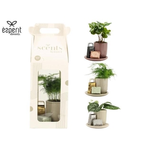 90711: Scents Gift Set arrangement