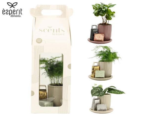 <h4>90711: Scents Gift Set arrangement</h4>