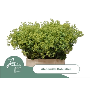 ALCHEMILLA ROBUSTICA ALCHEM M ROBUS