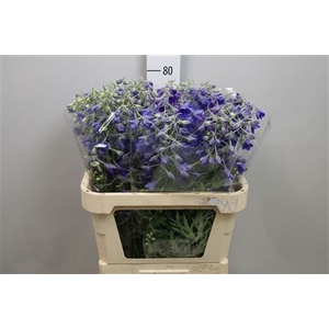Delphinium EN 'Volkerfrieden'