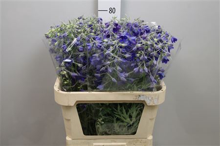 <h4>Delphinium EN 'Volkerfrieden'</h4>