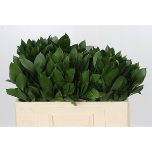 RUSCUS HYPOPHYLLUM