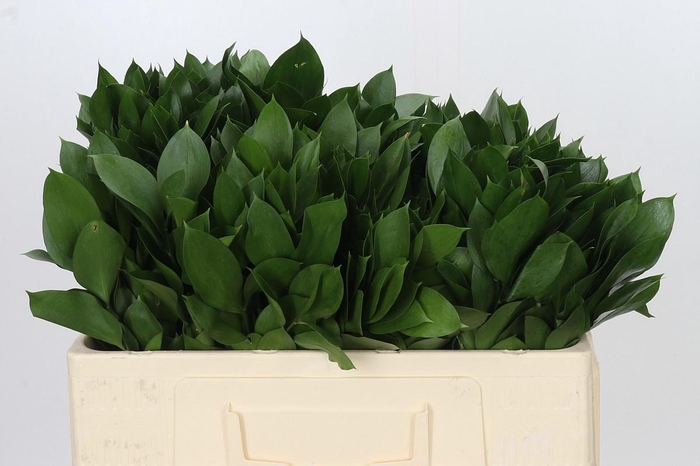 <h4>RUSCUS HYPOPHYLLUM</h4>