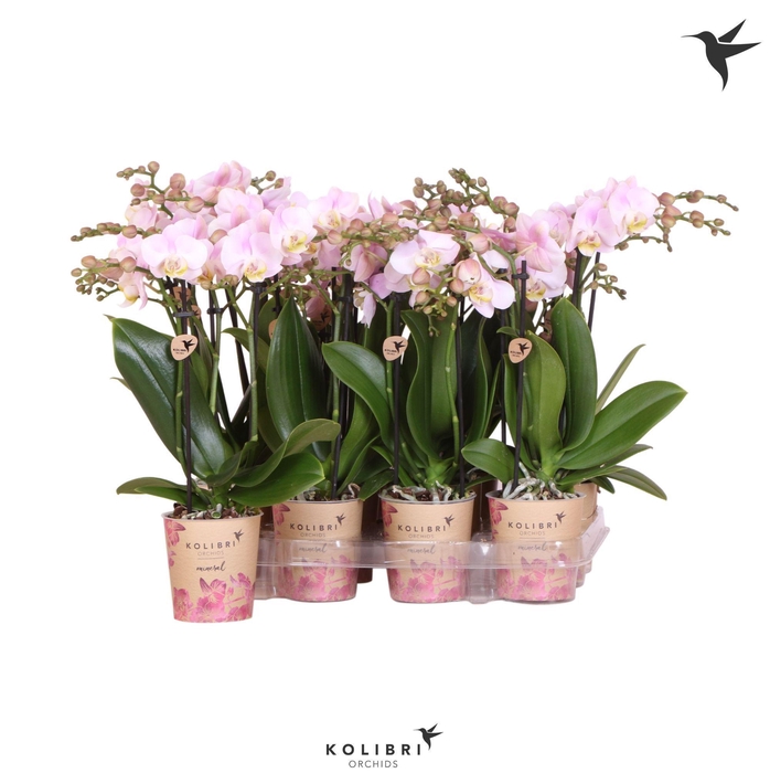 <h4>Kolibri Orchids Phalaenopsis Pink 3 spike</h4>