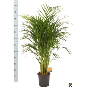 DYPSIS LUTESCENS