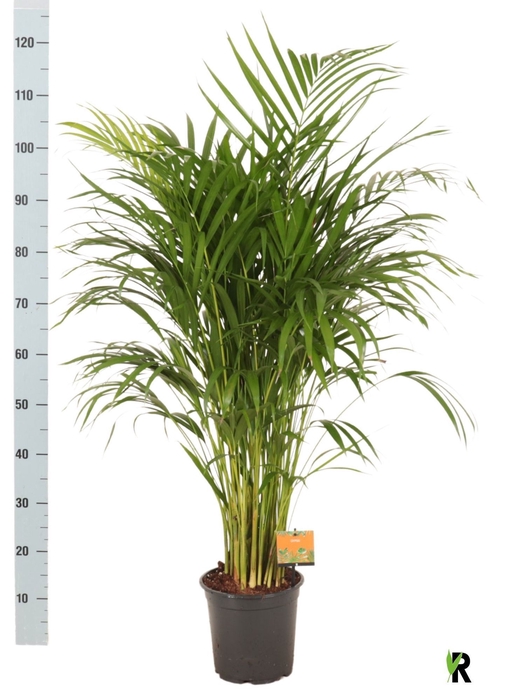 <h4>DYPSIS LUTESCENS</h4>