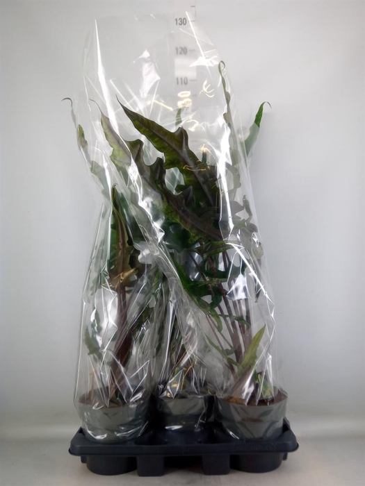 <h4>Alocasia   ...</h4>