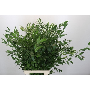 Ruscus Fine Long x5