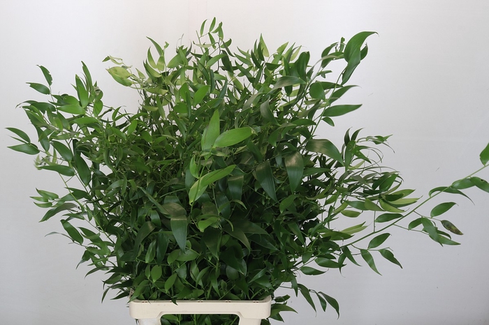 <h4>Ruscus Fine Long x5</h4>